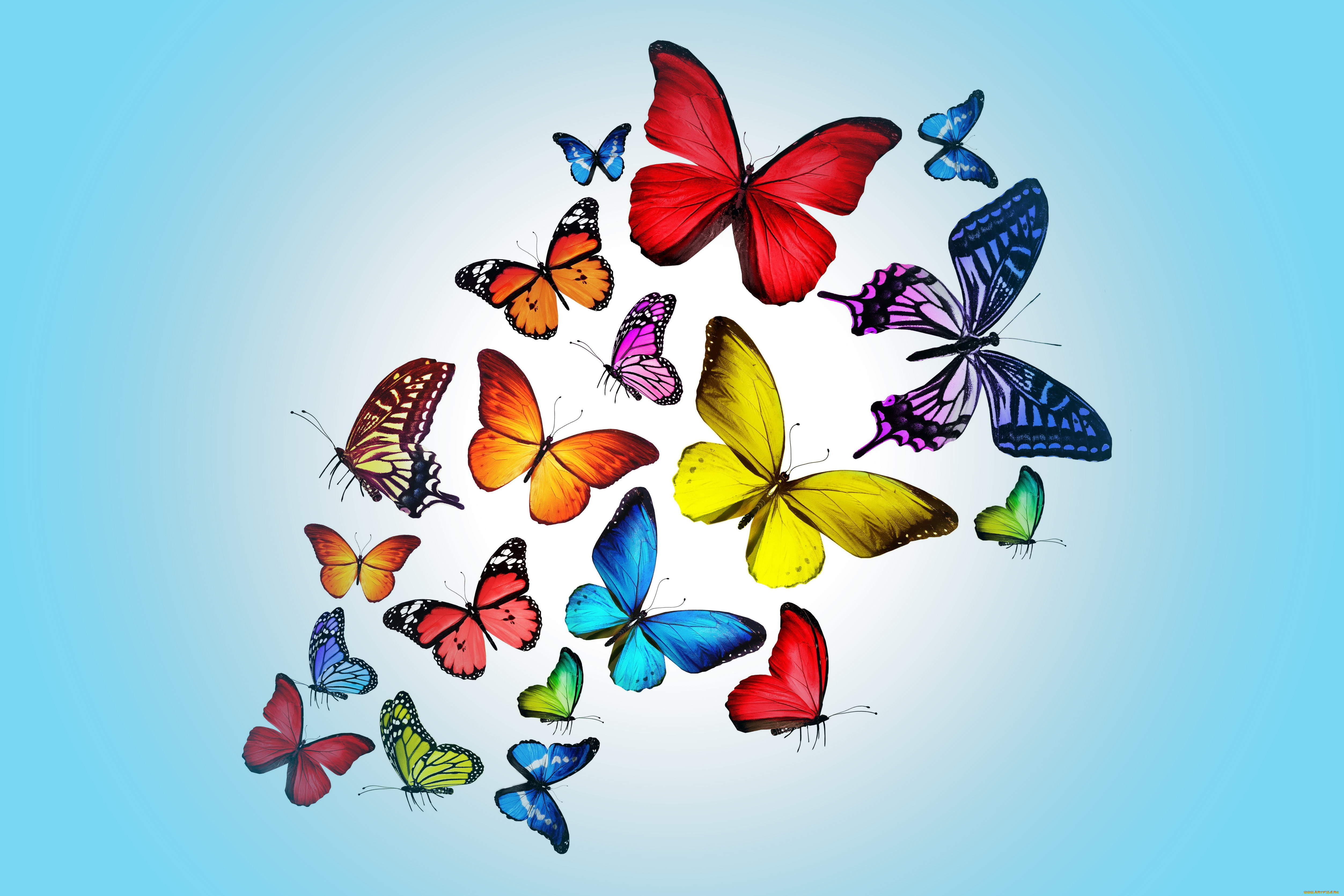 , ,  , pink, , blue, colorful, marika, design, butterflies
